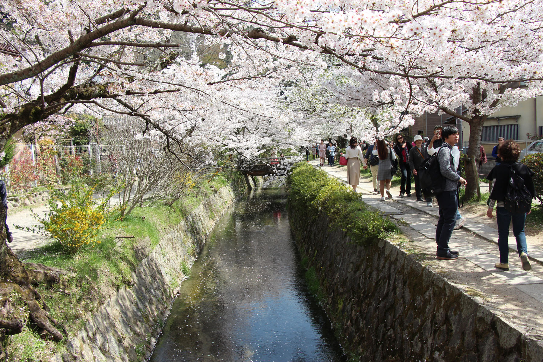 京都賞櫻景點「哲學之道」櫻花滿開！漫步2公里粉紅散步道