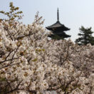 Ninnaji Temple