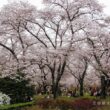 Kyoto Botanical Garden2