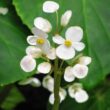 Begonia fenicis