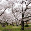 Kyoto Botanical Garden31