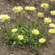 Chrysanthemum multicore