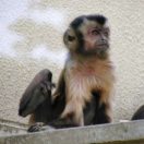 京都市動物園