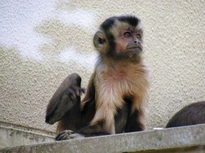 Kyoto City Zoo