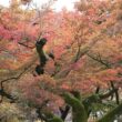 Kiyomizu-dera Temple21