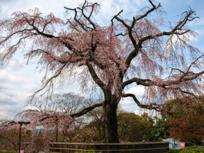 Maruyama Park