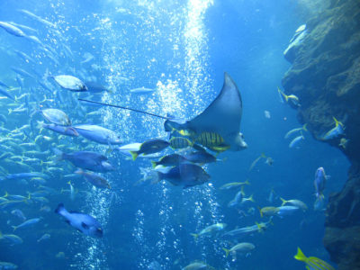 京都水族館 京都の観光地 京都観光ネット