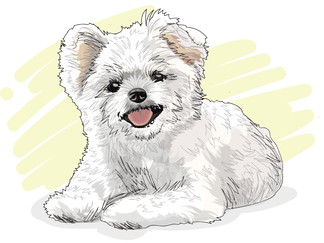大きな白い犬の小太郎