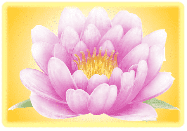 lotus flower