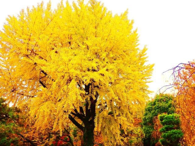 Giant ginkgo tree