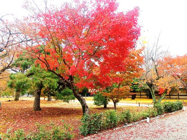 美しい紅葉