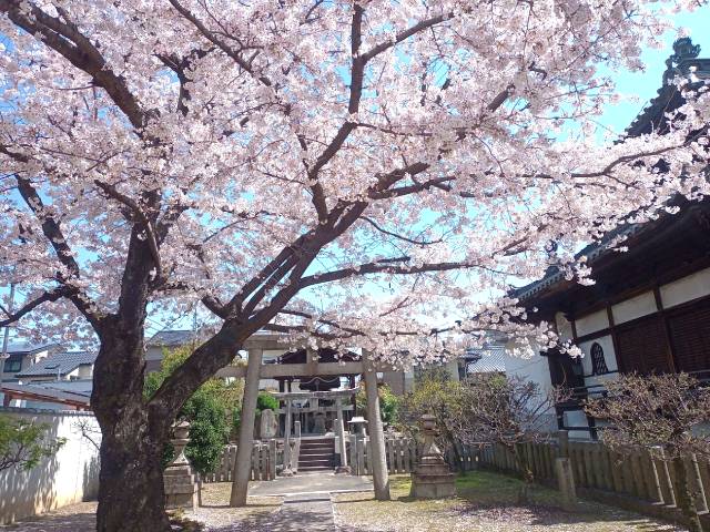 妙顕寺の桜その２