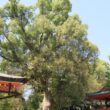 Iwashimizu Hachimangu Shrine30