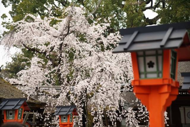 Cherry blossoms at Hirano Shrine
