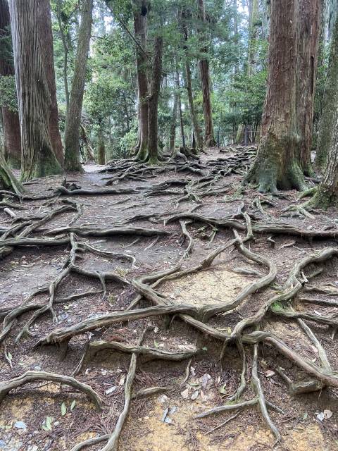 鞍馬寺の木の根山道。