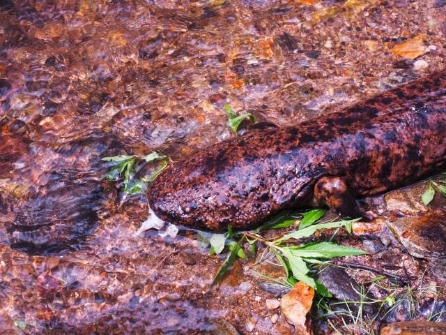 サンショウウオ。