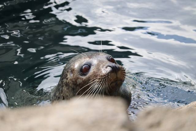 オットセイ。