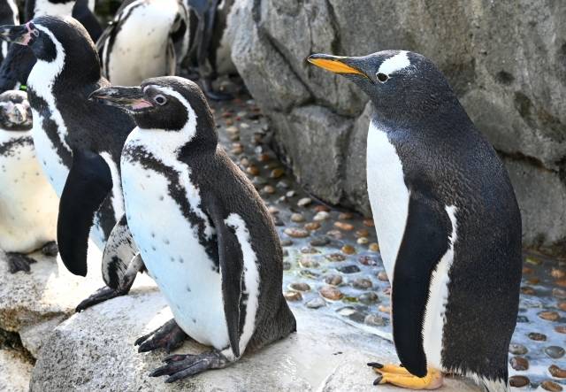 ペンギン。