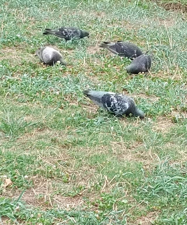 草をムシャムシャするハト。