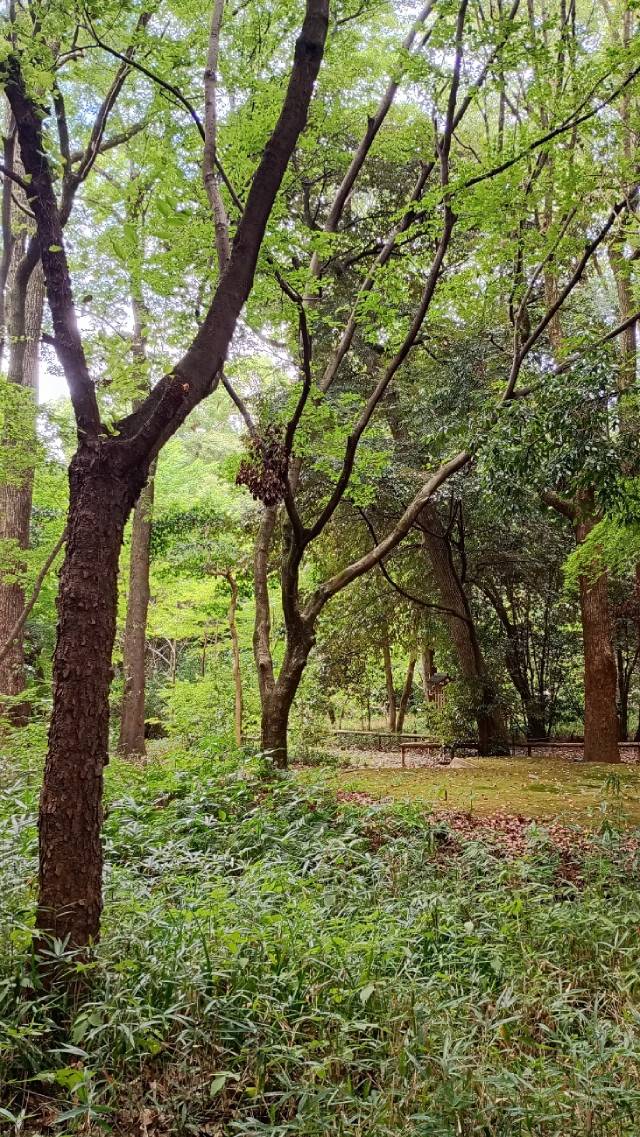 糺の森。